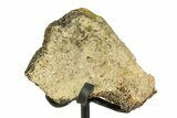 Fossil Triceratops Vertebra Section w/ Metal Stand - South Dakota #354348-1